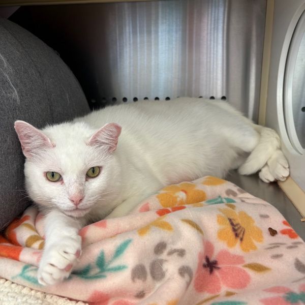 Jack Frost is a Domestic Short Hair cat, available for adoption in Lynchburg, VA.
