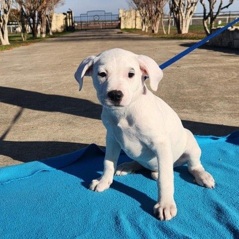 Snow Flake FJ is a Labrador Retriever and Mixed Breed dog, available for adoption in Seattle, WA.