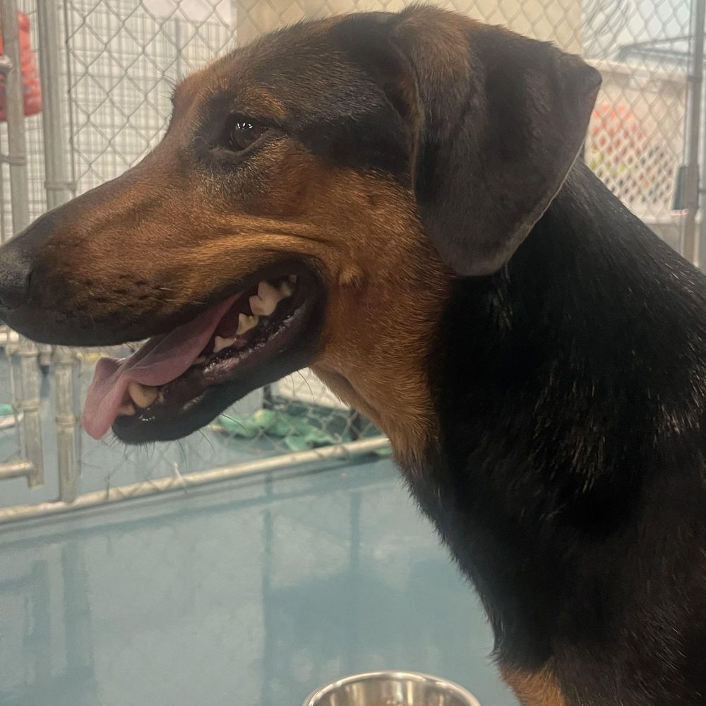 Tina is a German Shepherd Dog and Doberman Pinscher available for adoption in Crystal Lake, IL.