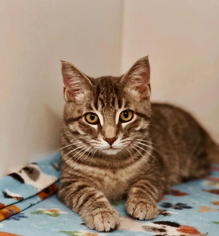 Starbucks (Gahanna, OH) is a Domestic Short Hair cat, available for adoption in Gahanna, OH.