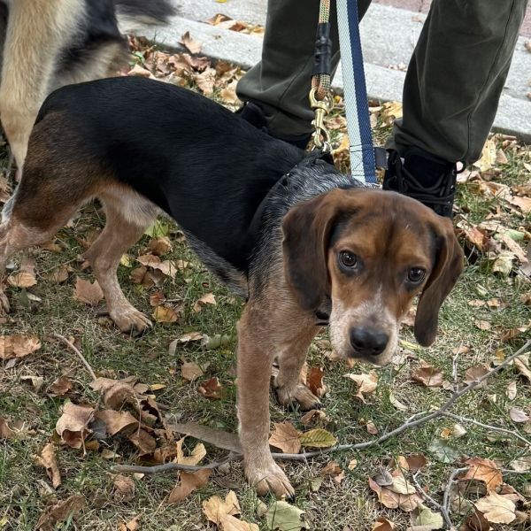 Gin is a Beagle dog, available for adoption in Northbrook, IL.