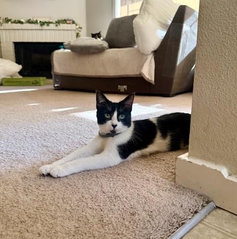 Celli is a Domestic Short Hair cat, available for adoption in Everett, WA.