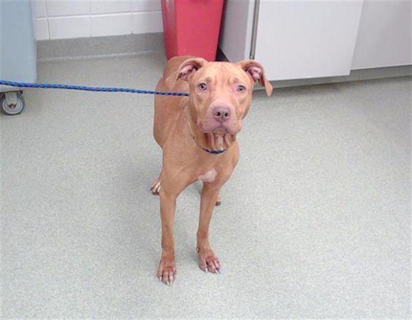 MALT is a Labrador Retriever and Mixed Breed dog, available for adoption in Omaha, NE.