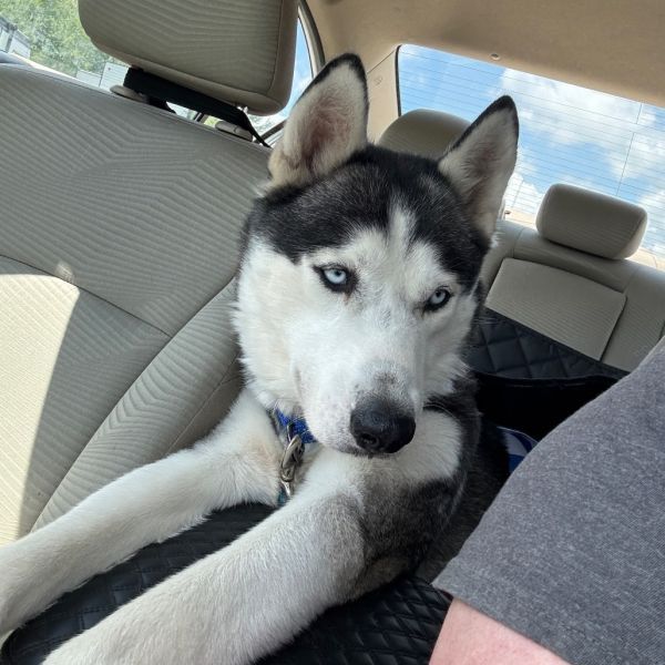 Koda is a Husky dog, available for adoption in Duluth, MN.