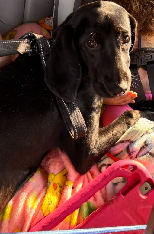Velma is a Hound and Labrador Retriever dog, available for adoption in Bronx, NY.
