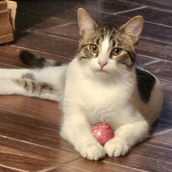 Pippin 2 is a Domestic Short Hair cat, available for adoption in Manhattan, IL.