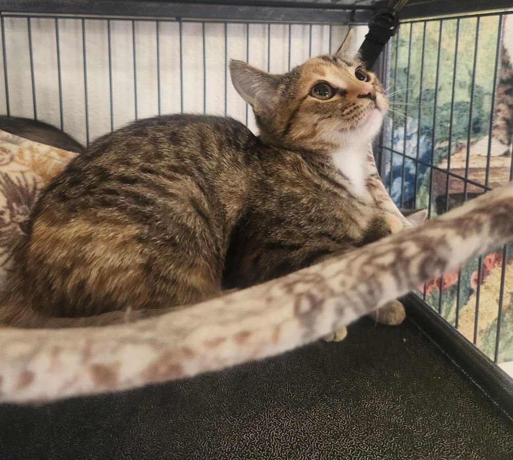 Diana is a Domestic Short Hair cat, available for adoption in Yarnell, AZ.