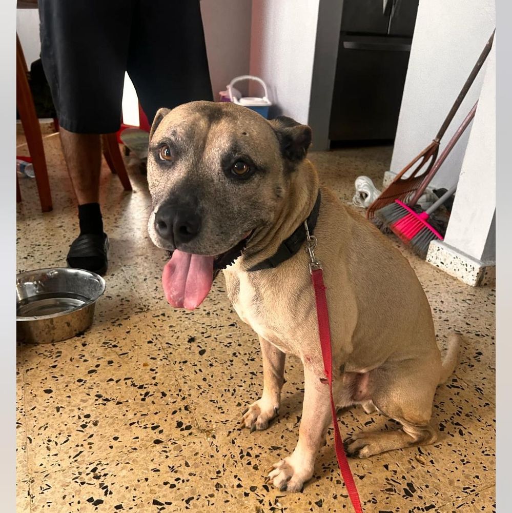 Buddy is a Labrador Retriever and American Bully dog, available for adoption in Rincon, PR.