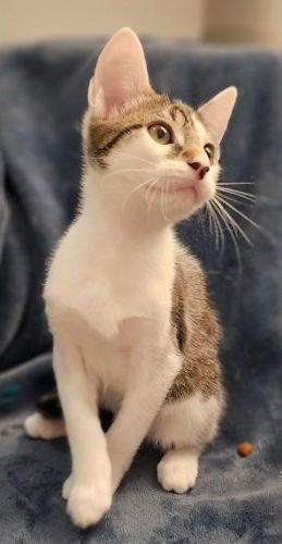 Noah - Petsmart Plantation Foster Home is a Domestic Short Hair cat, available for adoption in Oakland Park, FL.