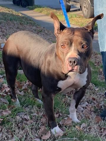 Misty is a Pit Bull Terrier mix dog, available for adoption in Raleigh, NC.