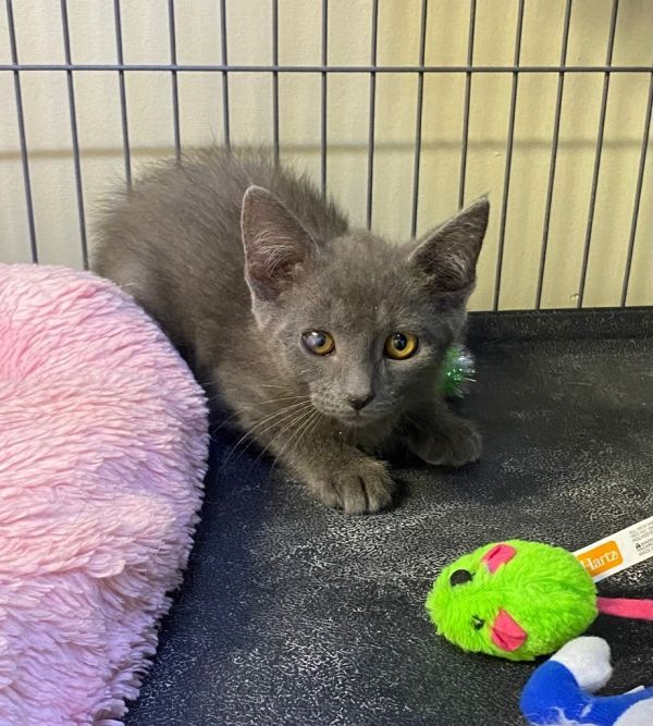 Typhoon is a Domestic Short Hair mix cat, available for adoption in Portland, IN.