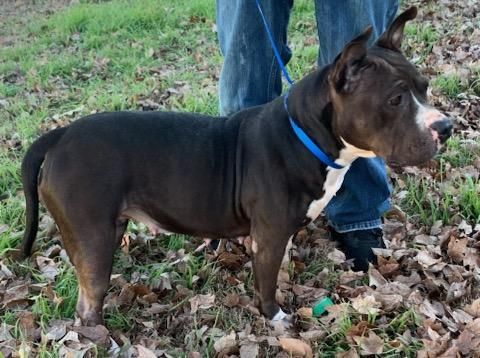 Misty is a Pit Bull Terrier mix dog, available for adoption in Raleigh, NC.
