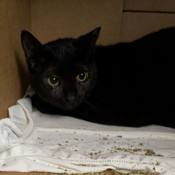 Jet is a Domestic Short Hair cat, available for adoption in Westhampton, NY.