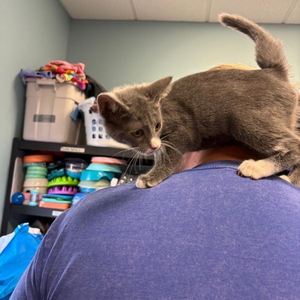 Uno is a Domestic Short Hair cat, available for adoption in St. Paul, MN.
