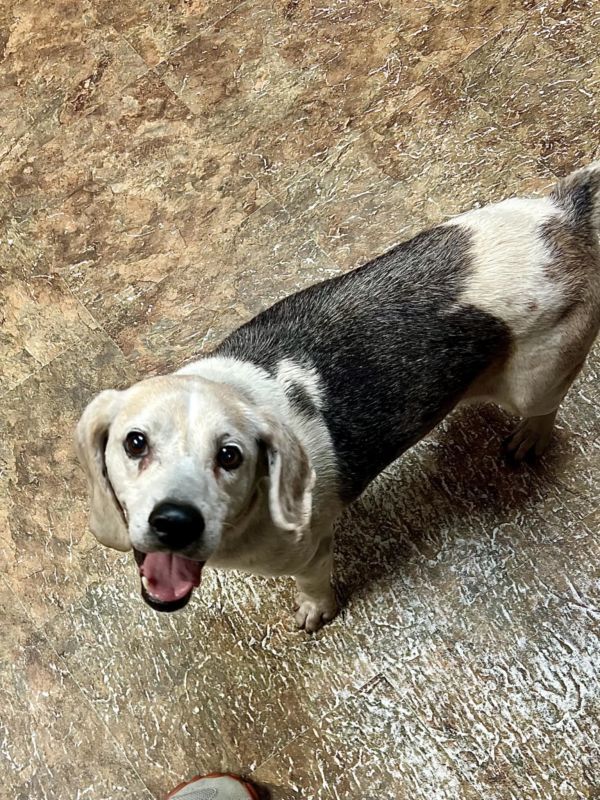 Timber is a Beagle dog, available for adoption in Las Vegas, NV.