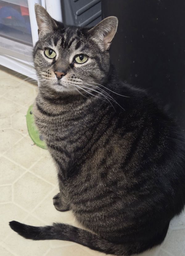 Cinnamon is a Domestic Short Hair cat, available for adoption in Philadelphia, PA.