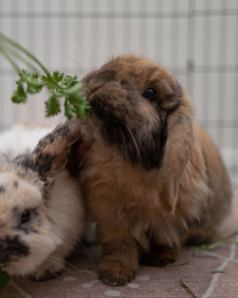 Love Bug is a Holland Lop rabbit, available for adoption in Los Angeles, CA.