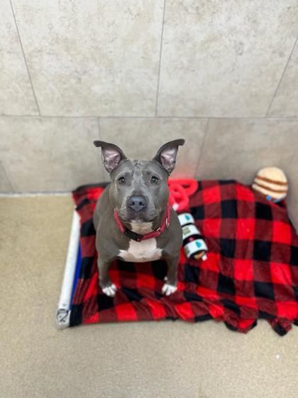 S/C Giana is a American Bulldog available for adoption in North Miami Beach, FL.