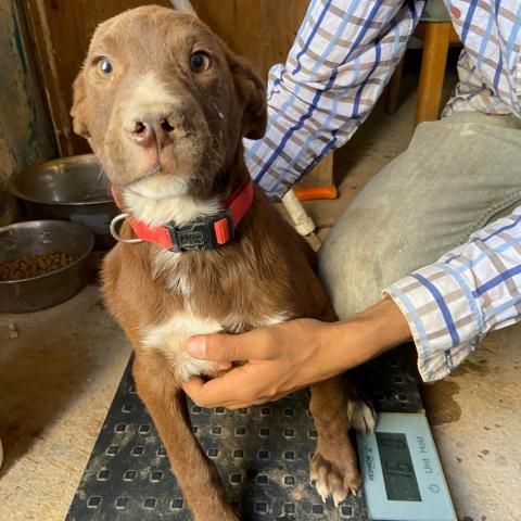 APM-Stray-ap20 is a Chocolate Labrador Retriever dog, available for adoption in Tucson, AZ.