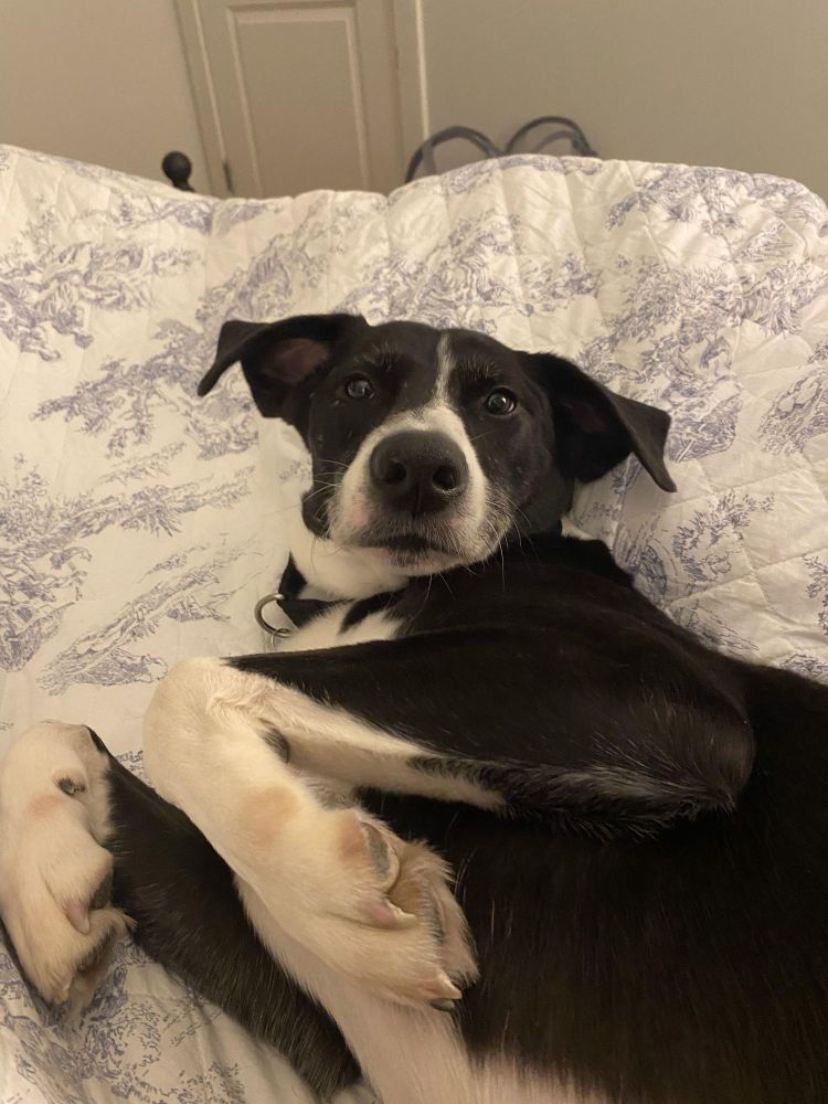 Nelson is a Greyhound mix dog, available for adoption in Annandale, VA.