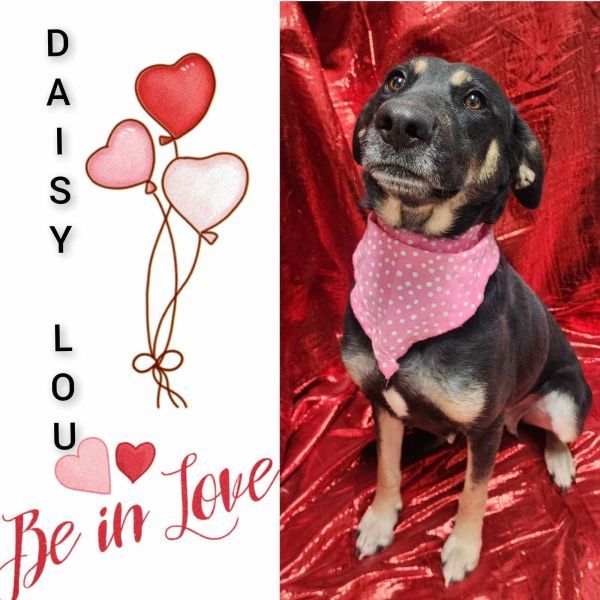 Daisy Lou is a Mixed Breed dog, available for adoption in Sullivan, IN.