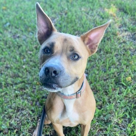 Grizzly is a Mixed Breed dog, available for adoption in Jacksonville, FL.