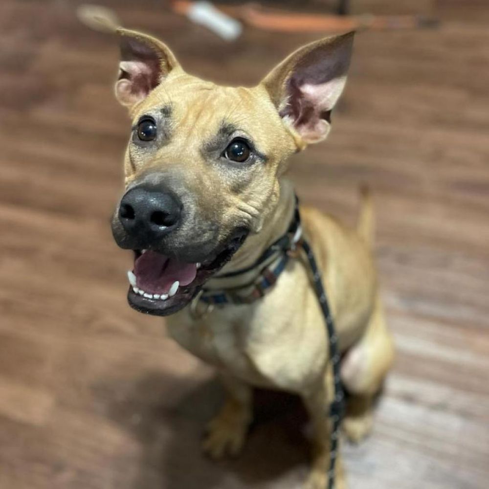  Chook AKA Chaz JuM is a Pit Bull Terrier mix dog, available for adoption in Seattle, WA.