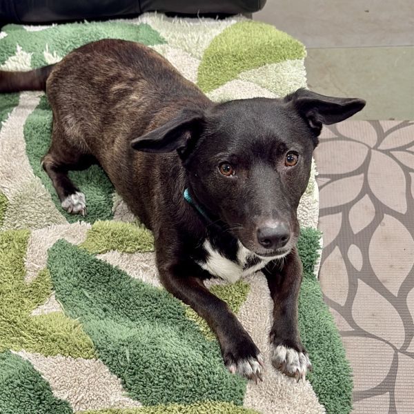 Oreo is a Mixed Breed dog, available for adoption in Canaan, NH.
