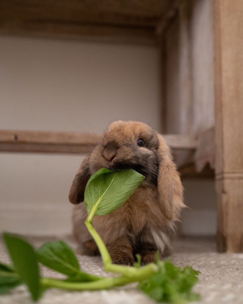 Love Bug is a Holland Lop rabbit, available for adoption in Los Angeles, CA.