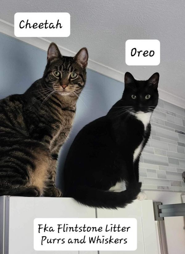 Cheetah is a Domestic Short Hair cat, available for adoption in New Hartford, NY.