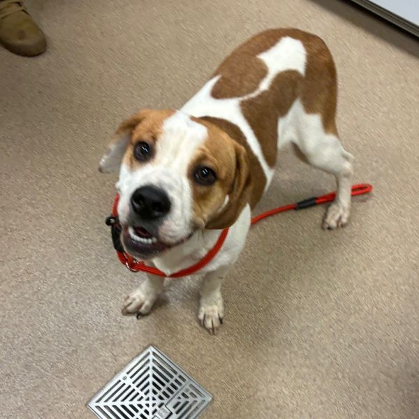 Micha is a Basset Hound dog, available for adoption in Hinesville, GA.