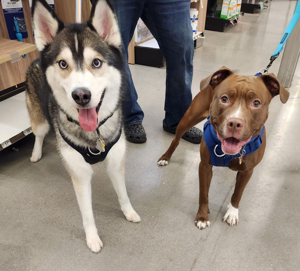 MARKIE is a Husky dog, available for adoption in Las Vegas, NV.