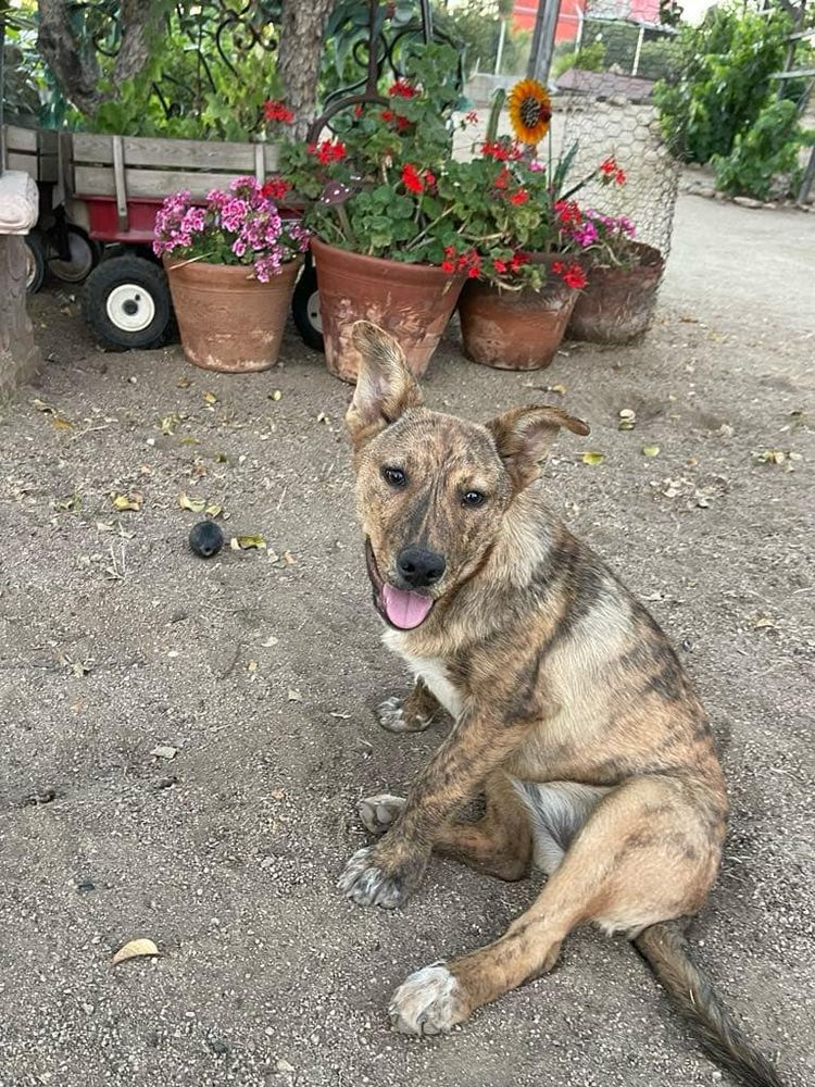 Penny is a Mountain Cur dog, available for adoption in Chula Vista, CA.