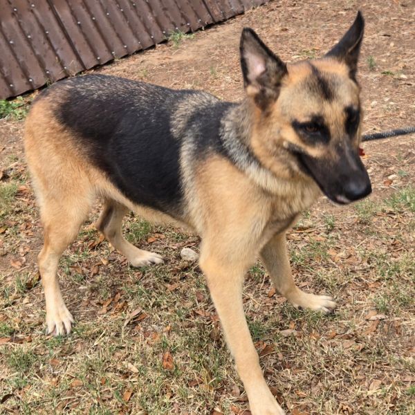 Bessie is a German Shepherd Dog available for adoption in Floresville, TX.