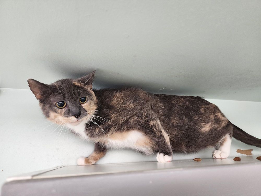 Basket is a Domestic Short Hair mix cat, available for adoption in Carsonville, MI.