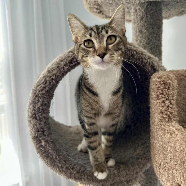 Cannoli is a Domestic Short Hair cat, available for adoption in Raleigh, NC.