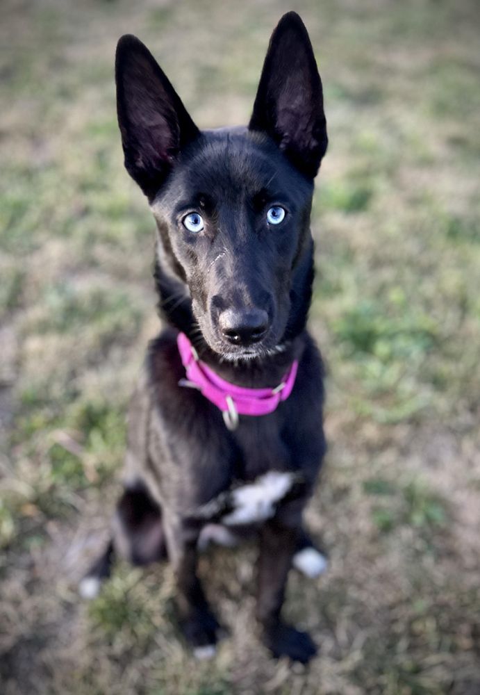 Lilith is a Husky mix dog, available for adoption in Port Angeles, WA.