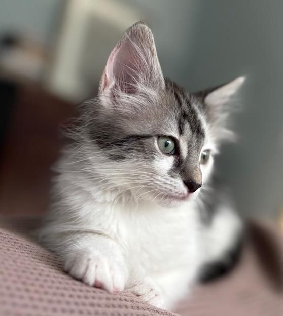 Cookie Monster is a Domestic Short Hair cat, available for adoption in Sherman Oaks, CA.