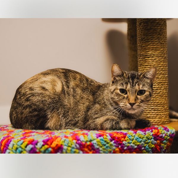 Berry is a Domestic Short Hair cat, available for adoption in Toledo, OH.