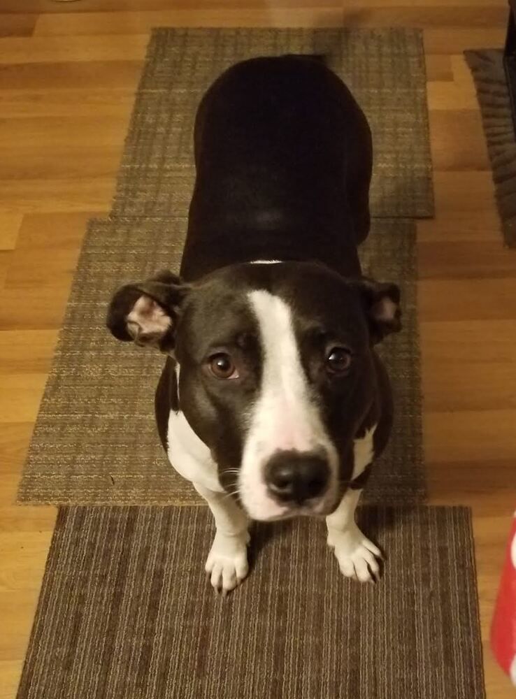 Penny is a Pit Bull Terrier mix dog, available for adoption in Pottstown, PA.