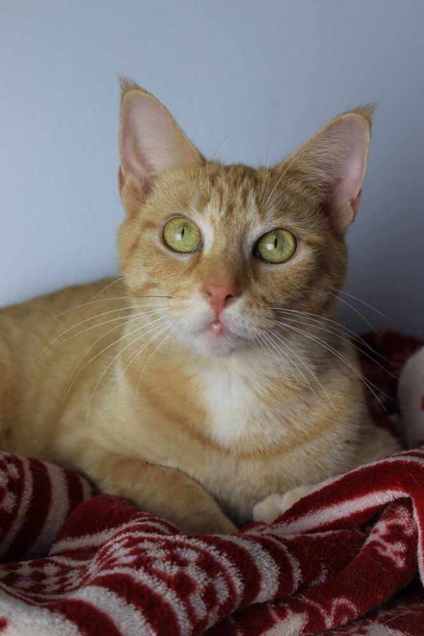 Dani is a Domestic Short Hair cat, available for adoption in Lewisburg, TN.