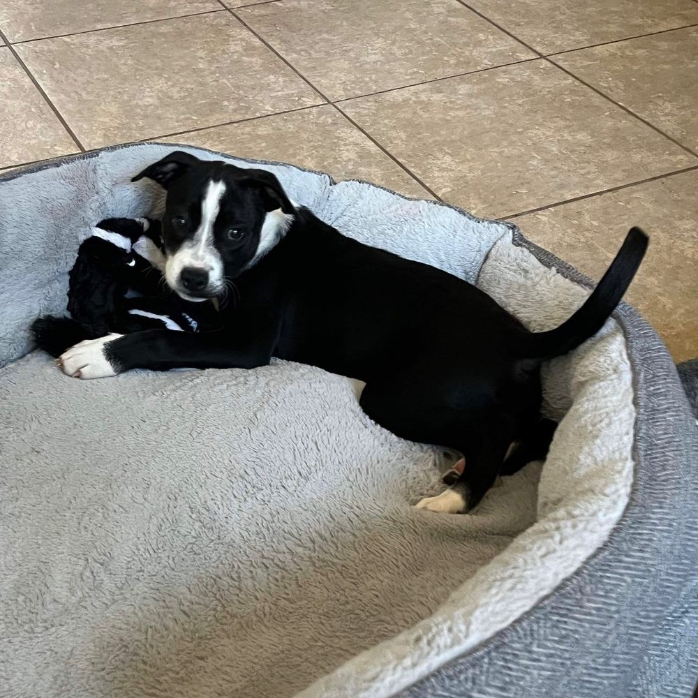 Chip is a Pit Bull Terrier mix dog, available for adoption in Wills Point, TX.