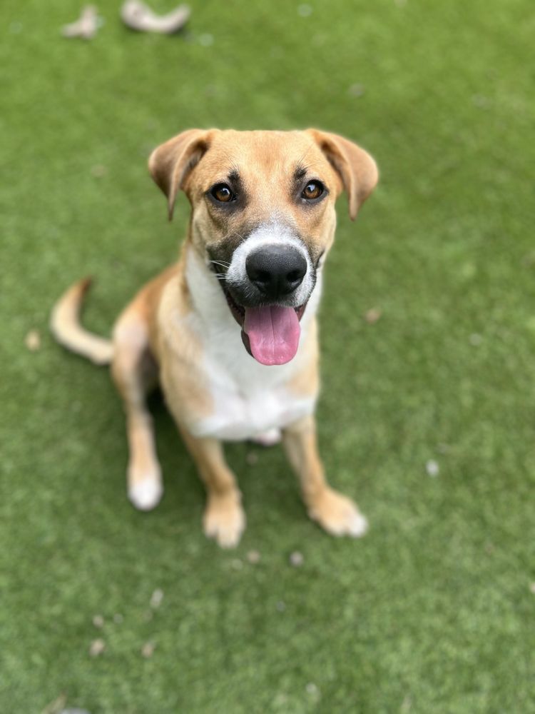 Poptart is a Black Mouth Cur mix dog, available for adoption in Magnolia, TX.