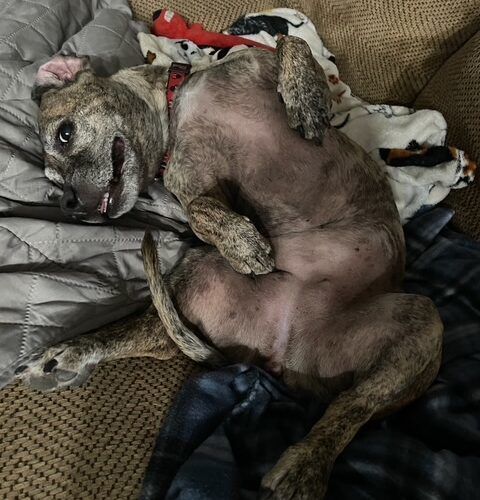 Ellie is a Dachshund and Mixed Breed dog, available for adoption in Henderson, NV.