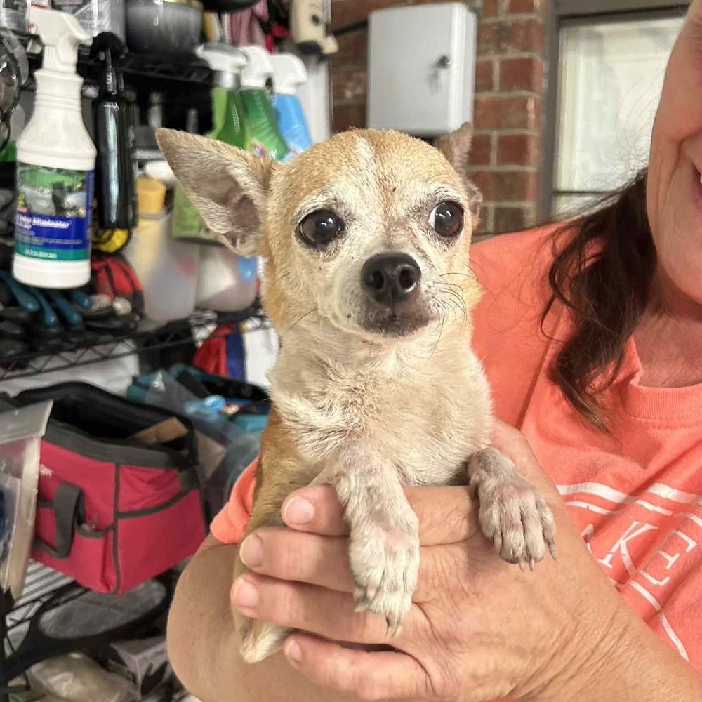 SADIE is a Chihuahua dog, available for adoption in Flower Mound, TX.