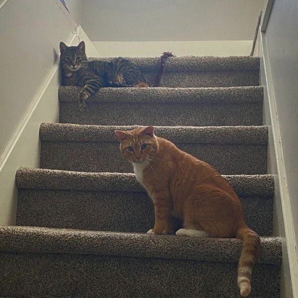 Buddy -- Bonded Buddy With Boris is a Domestic Short Hair mix cat, available for adoption in Des Moines, IA.