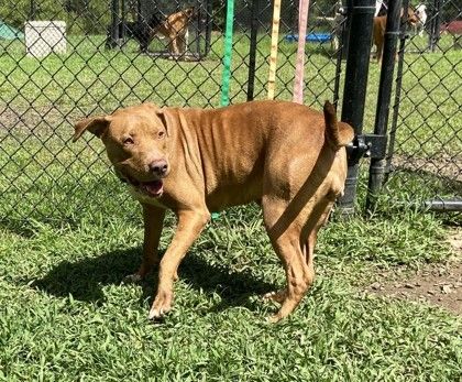Cali (HW+) is a Labrador Retriever and Shar-Pei dog, available for adoption in Conway, SC.
