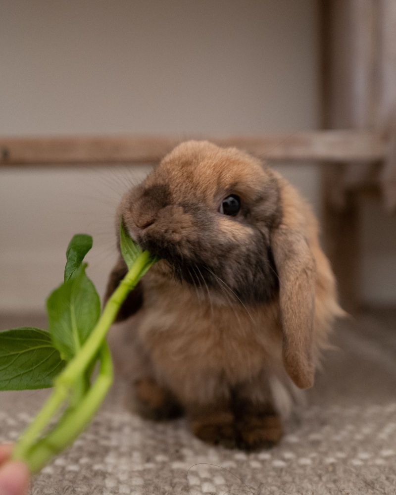 Love Bug is a Holland Lop rabbit, available for adoption in Los Angeles, CA.