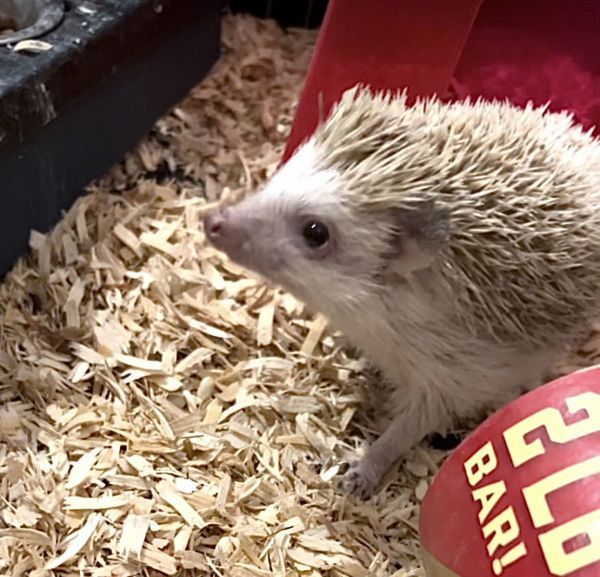 Snowball is a Hedgehog available for adoption in Mankato, MN.