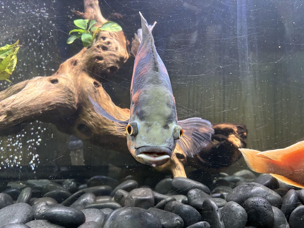 Wonka is a Freshwater Fish available for adoption in Howell, NJ.
